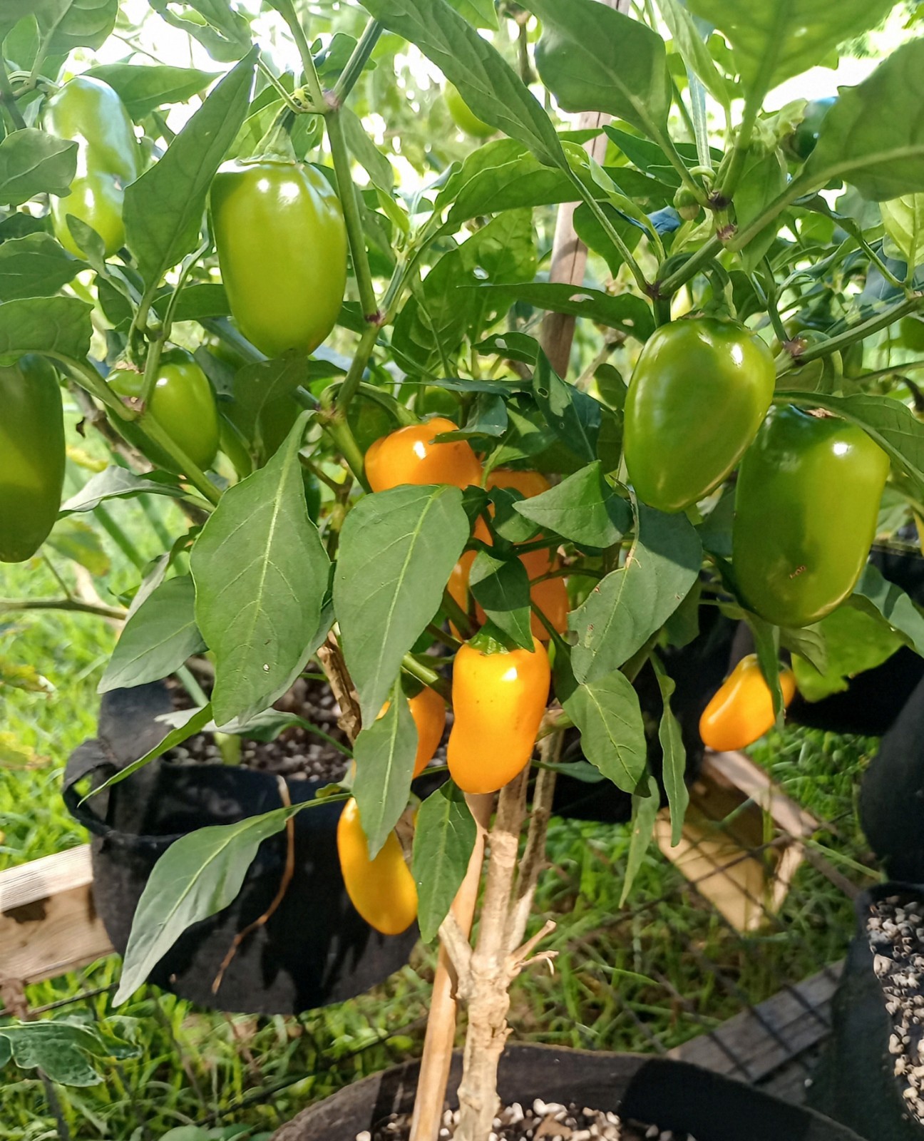 Pumpkin Spice Jalapeno Pepper 10pk. ORGANIC