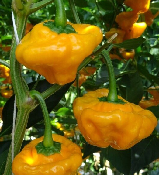 20 Fresh Premium Scotch Bonnet Jamaican Yellow | NON-GMO | Pepper Seeds-B 57