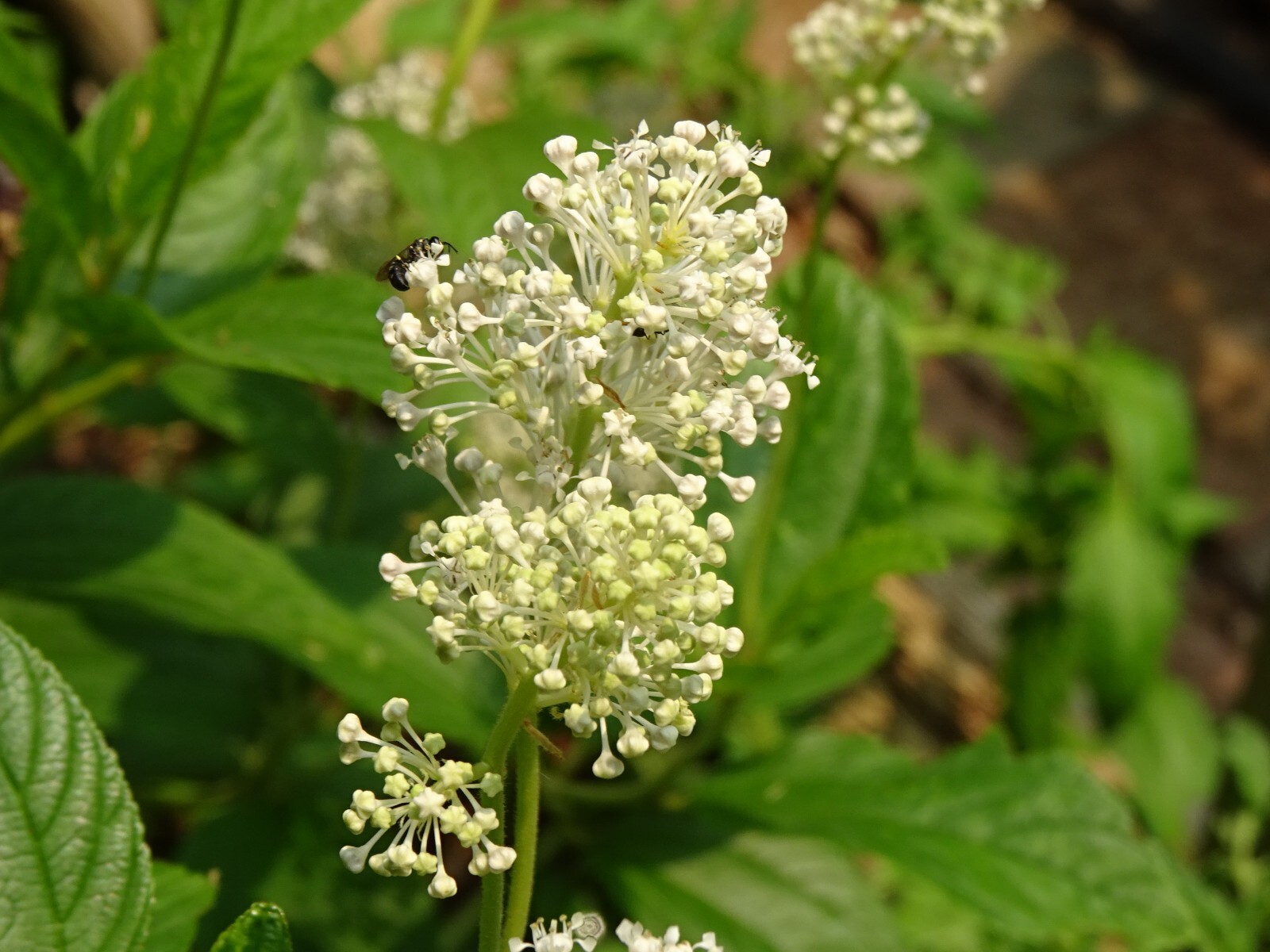 New Jersey Tea Ceanothus americanus Native perennial Bush 25 seeds