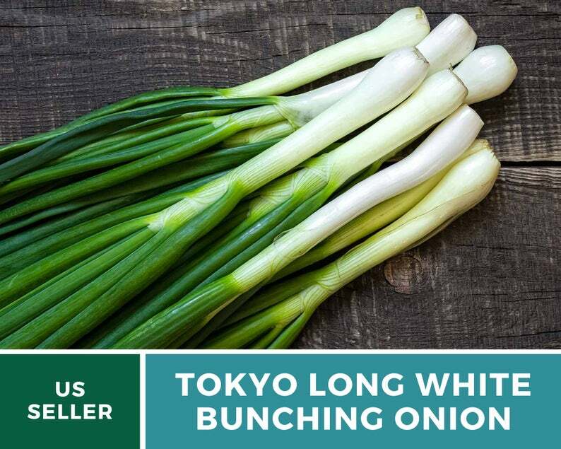 Onion, Tokyo Long White Bunching – 200 Seeds – Heirloom – Non-GMO (Allium cepa)