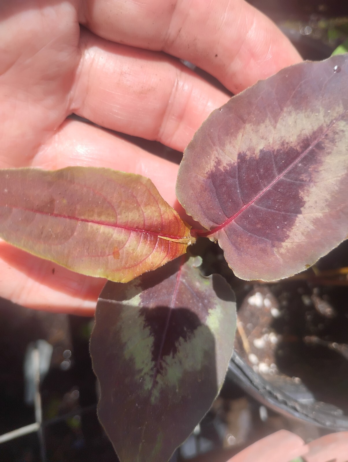 SET 2 UNIQUE. EVER-CHANGING COLORS! RED DRAGON PER. PRETTY EASIEST GROWER