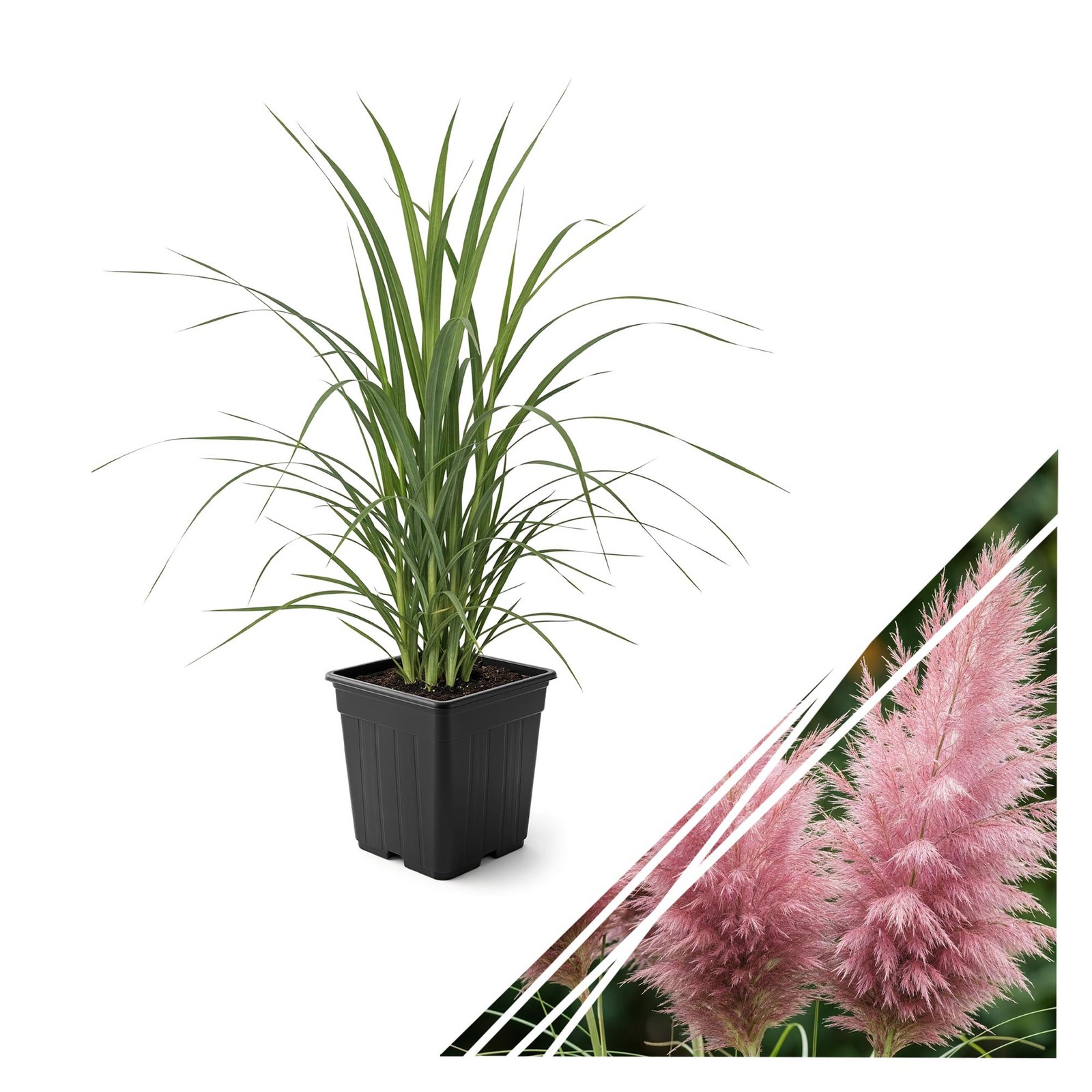 Pink Pampas Grass 10″ Tall Perennial Accent Plant in 1.5 Qt Pot