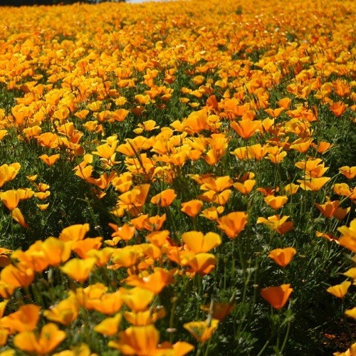 Classic Orange California Poppies Eschscholzia californica Fresh Ready To Plant