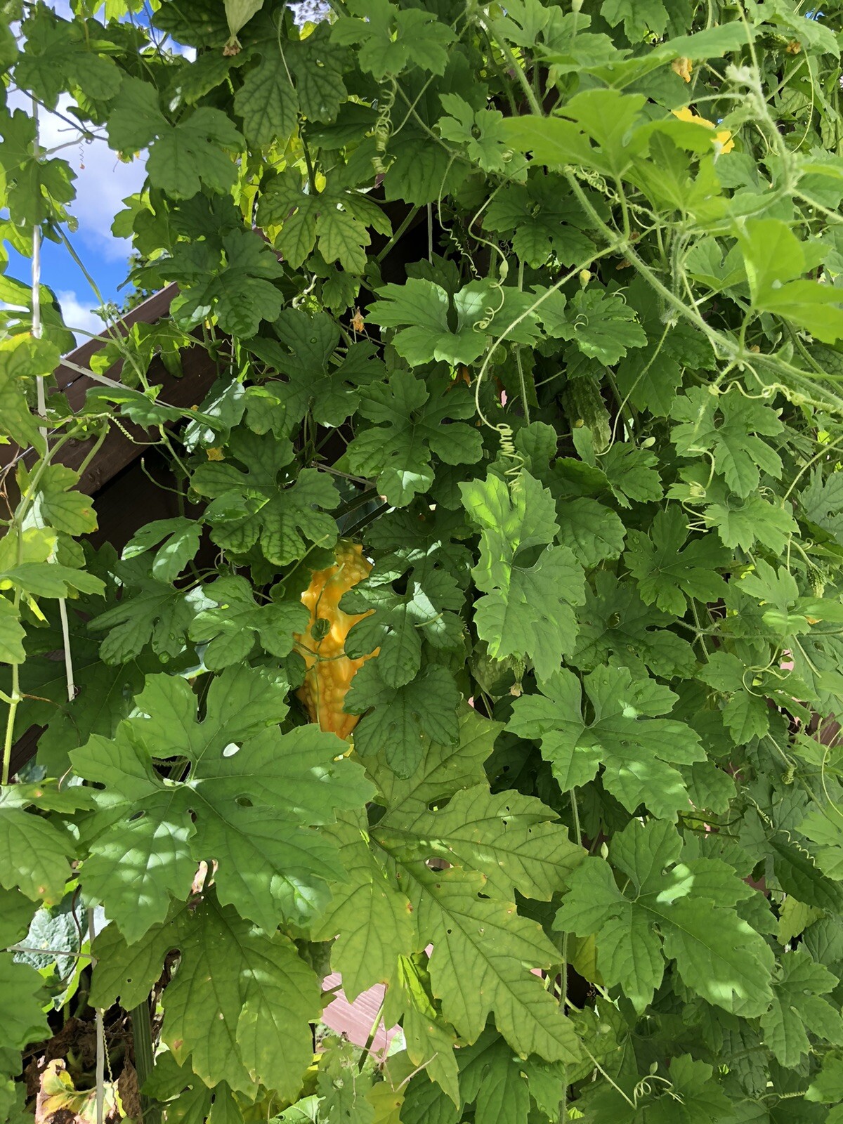 Bitter Melon, Gold Bell , Sweet Bitter Gourd (50 Seeds)
