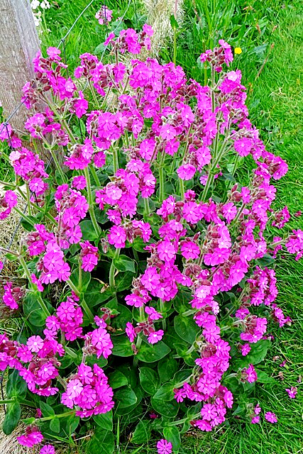 RED CAMPION MIX 100 SEEDS, HYBRID LEAF COLORS, YELLOW, PURPLE… SILENE DIOICA
