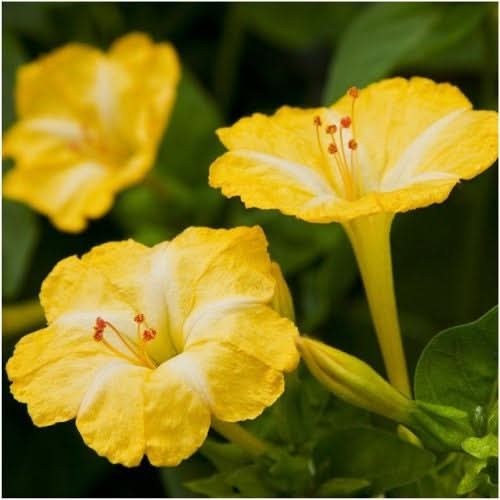 Yellow Four O’ Clock Seeds For Planting (Mirabilis jalapa)