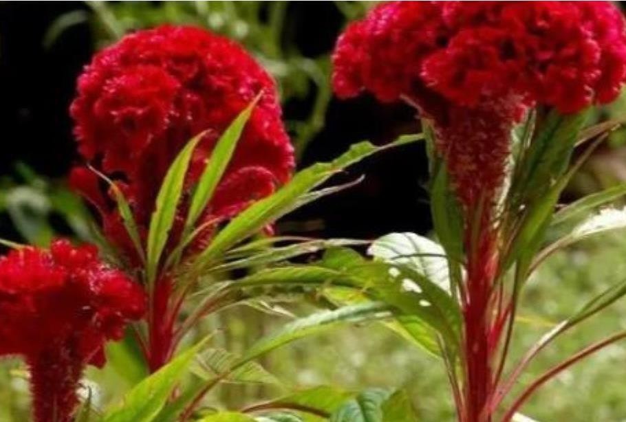 63+ CELOSIA Cristata SEED