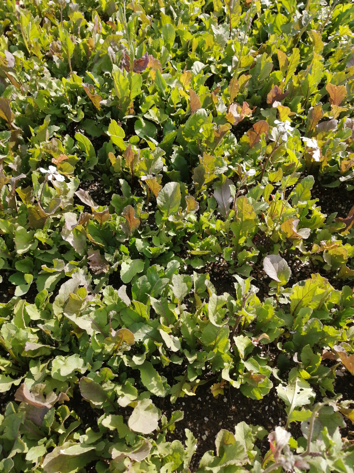 500 Organic Arugula Rocket Salad Seeds, Eruca sativa, Roquette, Rucola Vegetable