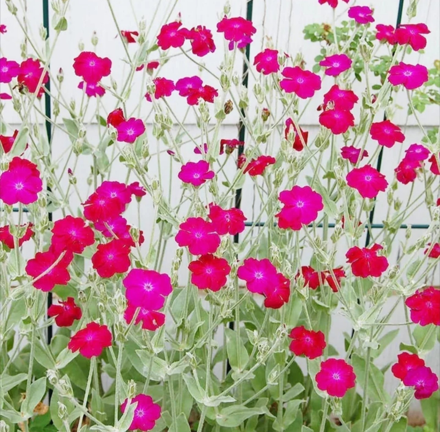 Heirloom Pink Rose Campion Seeds, 200+ seeds