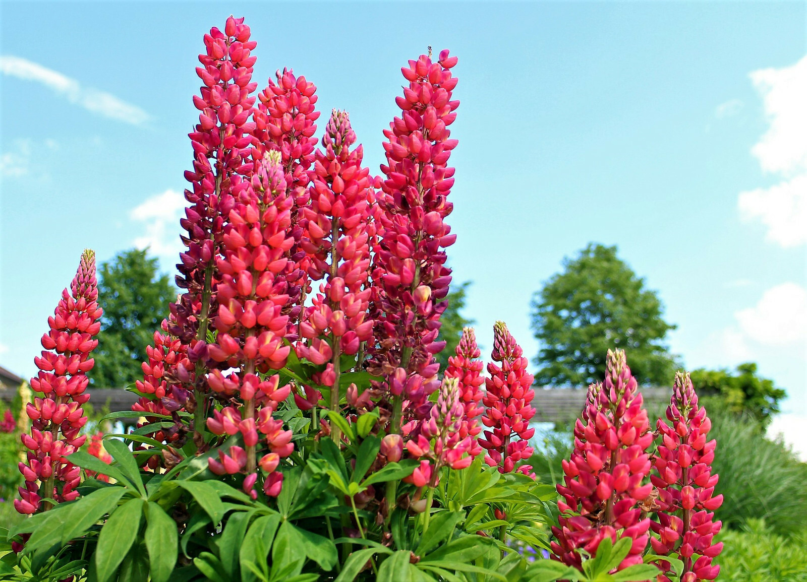 25 RED LUPINE ‘MY CASTLE’ Lupinus Polyphyllus Scarlet Russell Lupin Flower Seeds