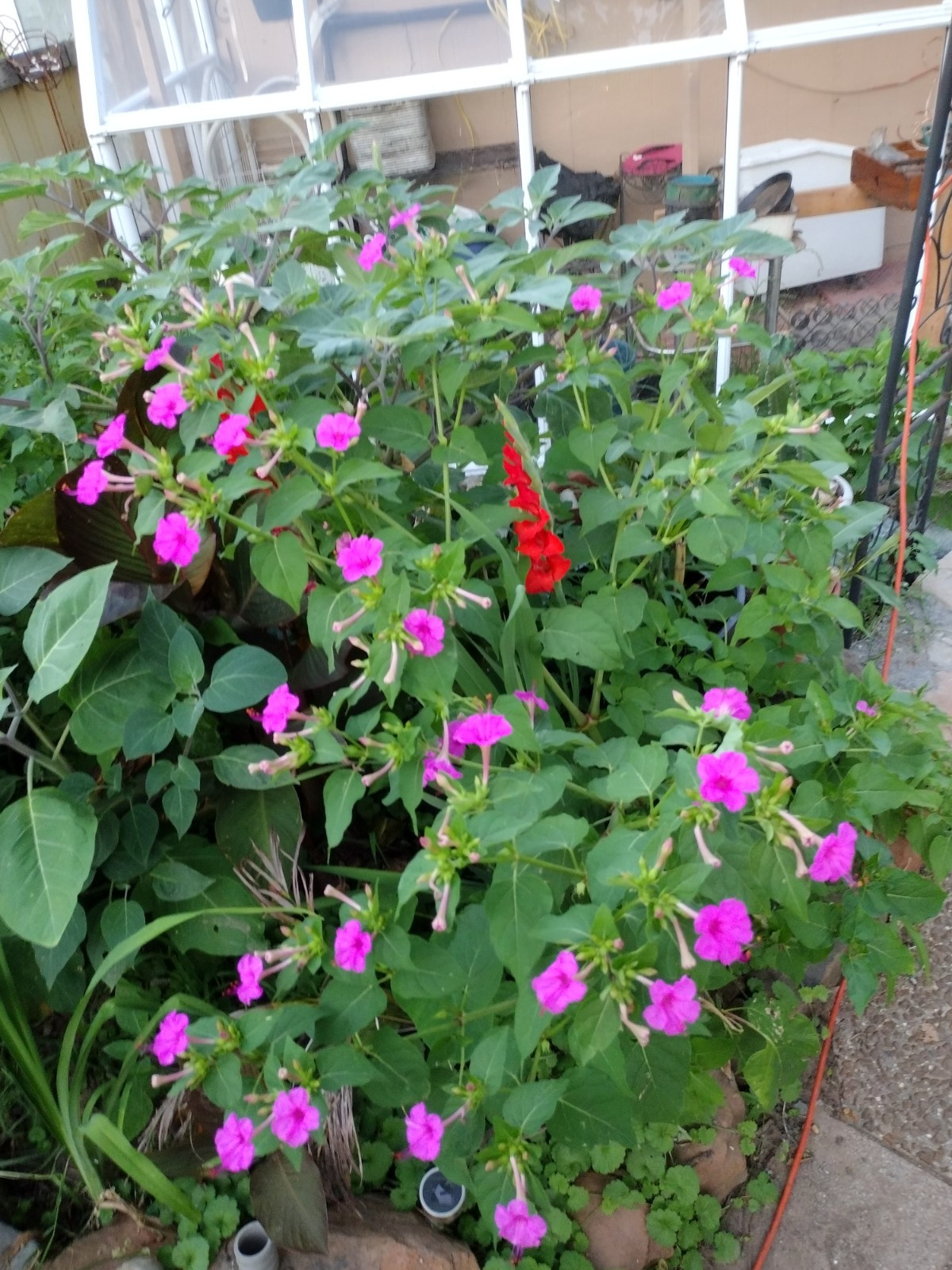 🌸50 Mirabilis (4 O’Clock) Flower Seeds Fragrant Easy to Grow FREE SHIPPING