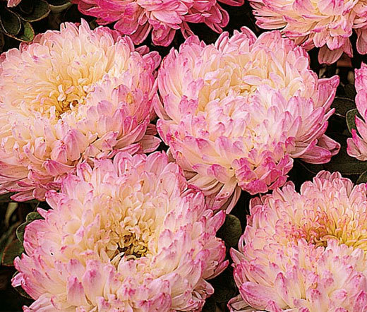 ASTER PAEONY DUCHESS APRICOT Callistephus Chinensis – 100 Bulk Seeds