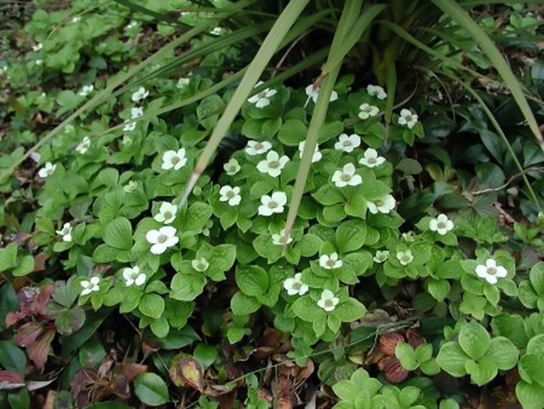 Creeping Dogwood, (Bunchberry), Cornus canadensis, Seeds