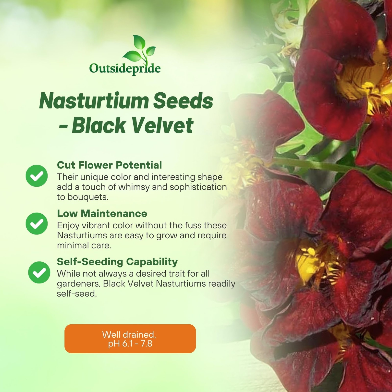 Tom Thumb Black Velvet Nasturtium Seeds 200 Pcs for Vibrant Flower Gardens