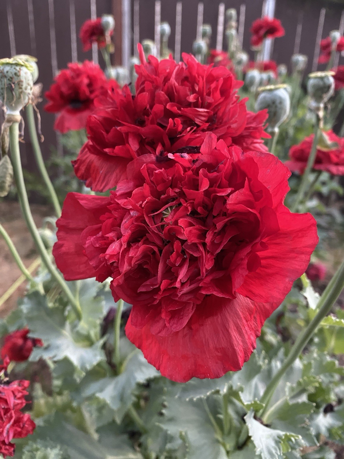 Red Poppy Double Flower Deep Red 100 Seeds.