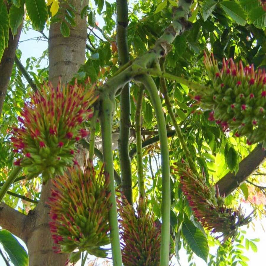 Acrocarpus Fraxinifolius Tree 500 Seeds, Pink Cedar Erosion Control Fodder