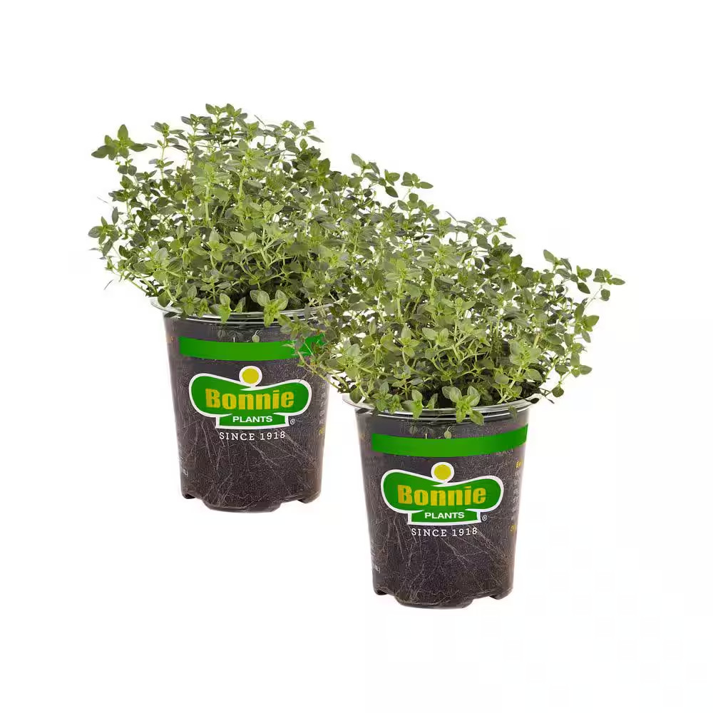 19 Oz. Lemon Thyme Herb Plant Live – 2 Pack Culinary & Aromatic Garden Herbs