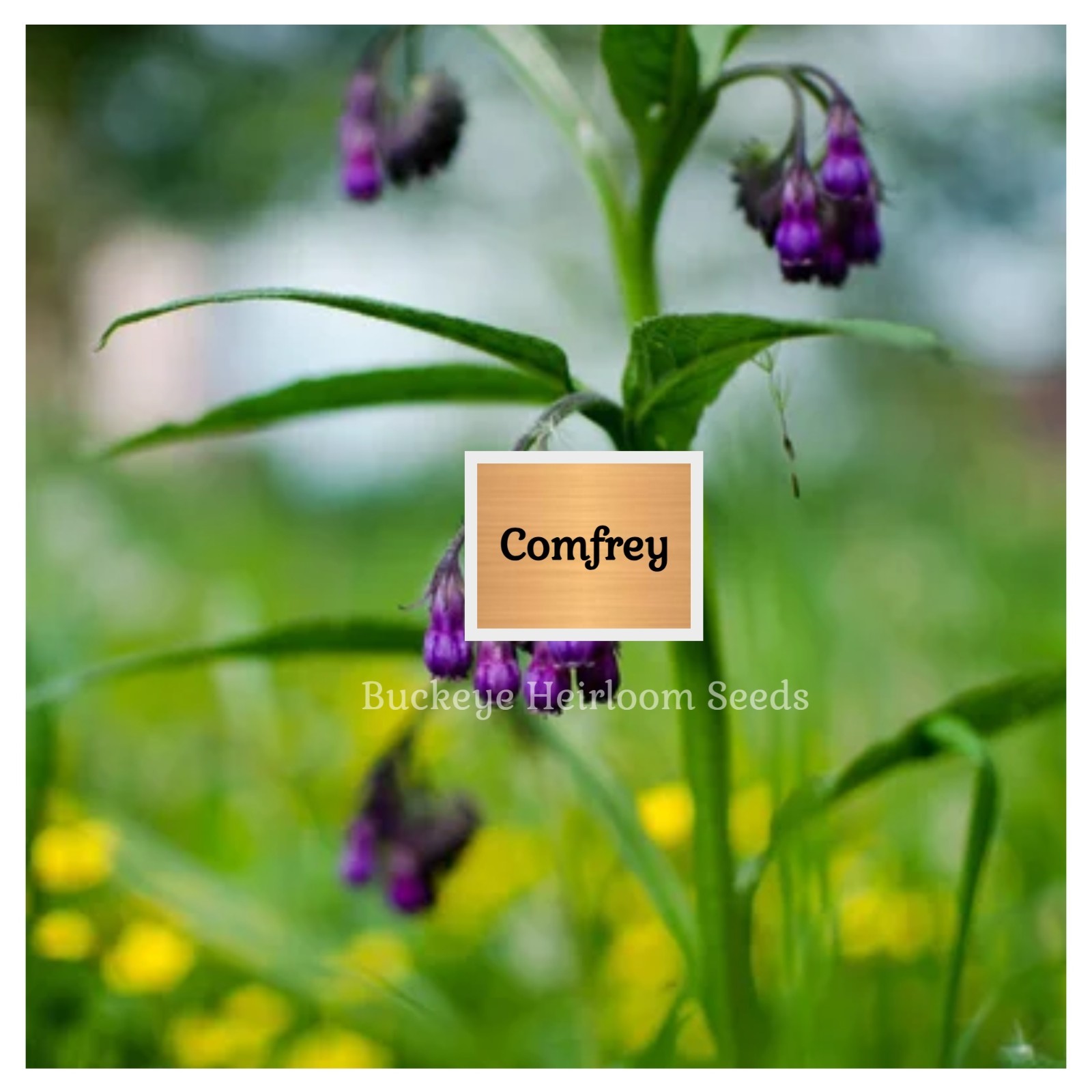 Comfrey – True Comfrey Seeds – Medicinal Herb – GMO Free (Symphytum Officinale)