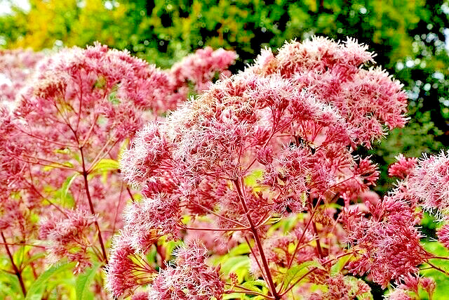 JOE PYE WEED 1001 SEEDS BONSET, EUPATORIUM PURPUREUM, TALL WILDFLOWER, BULK
