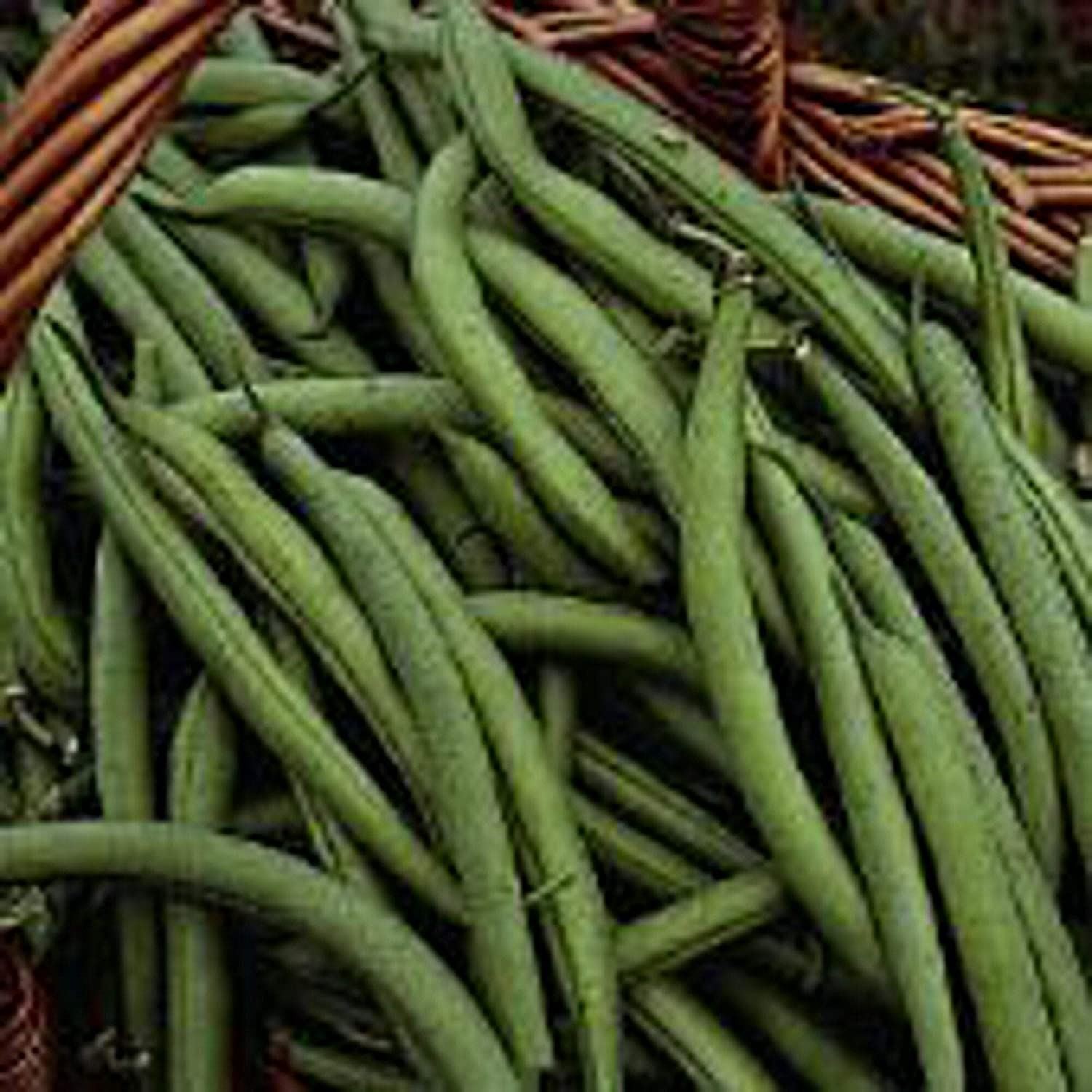 Blue Lake 274 Bush Beans Seeds (25+ Seeds)(More Heirloom, Organic, Non GMO, Vege