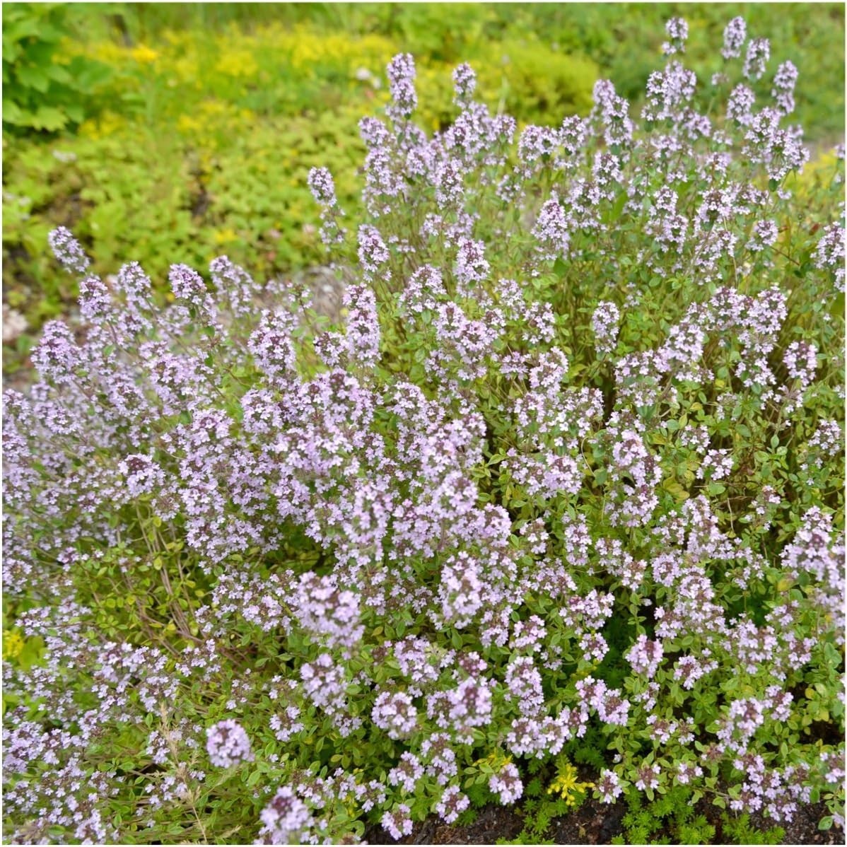 Open Pollinated Wild Creeping Thyme Seeds – Perfect for Butterfly & Rock Gardens