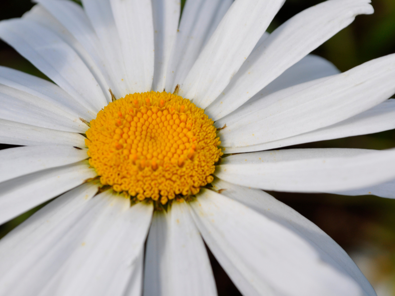 100 Seeds| Shasta Daisy Seeds #N009