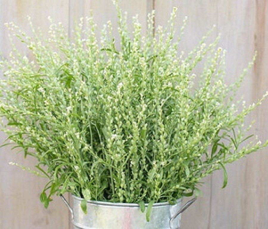 50 Persian Cress Seeds