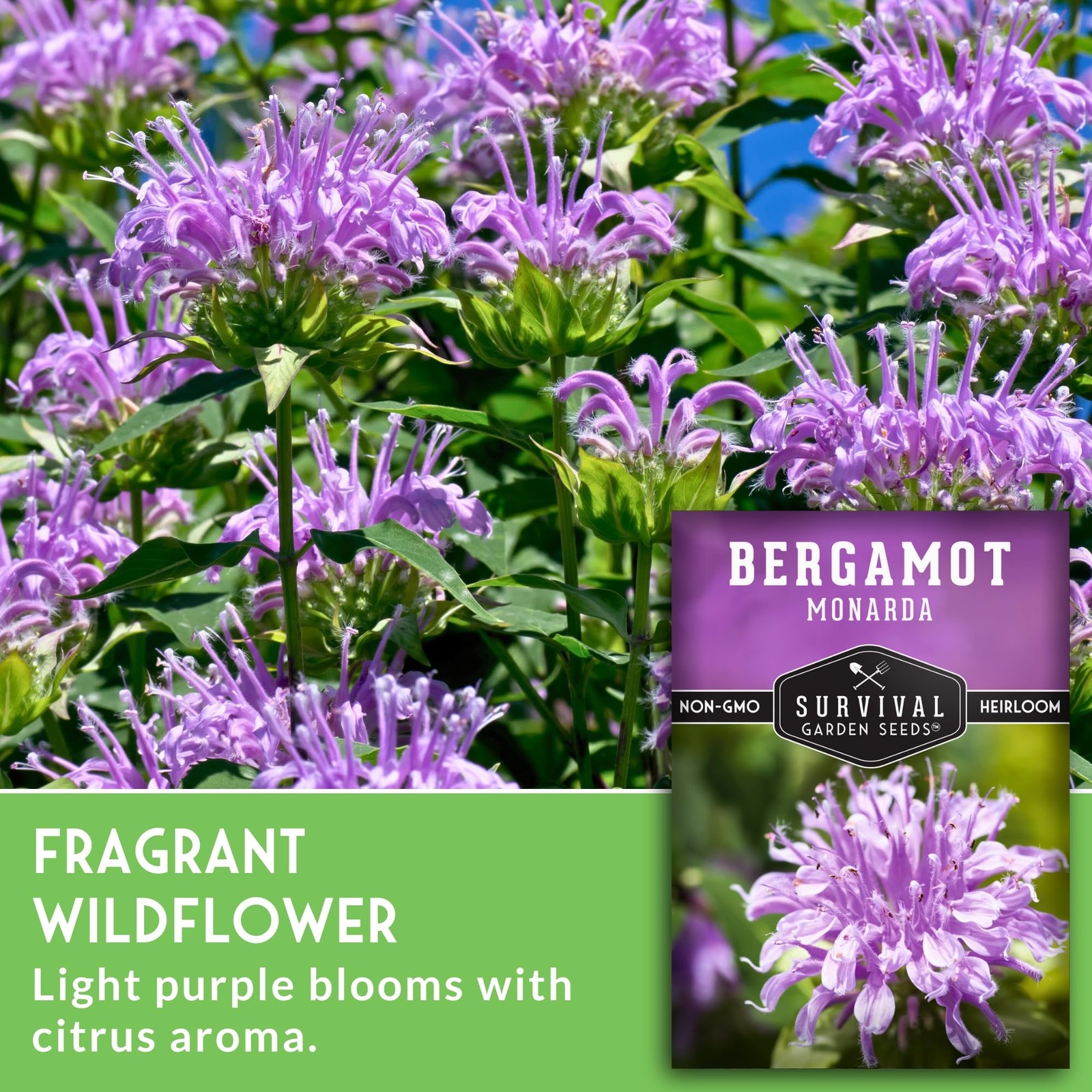 Bee Balm Seeds Wild Bergamot Perennial Native Flower Fragrant Medicinal 5 Packs