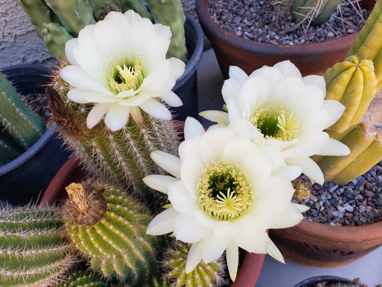 Echinopsis Grandiflorus Cactus Hybrid 50x Seeds *Beautiful Flowers*