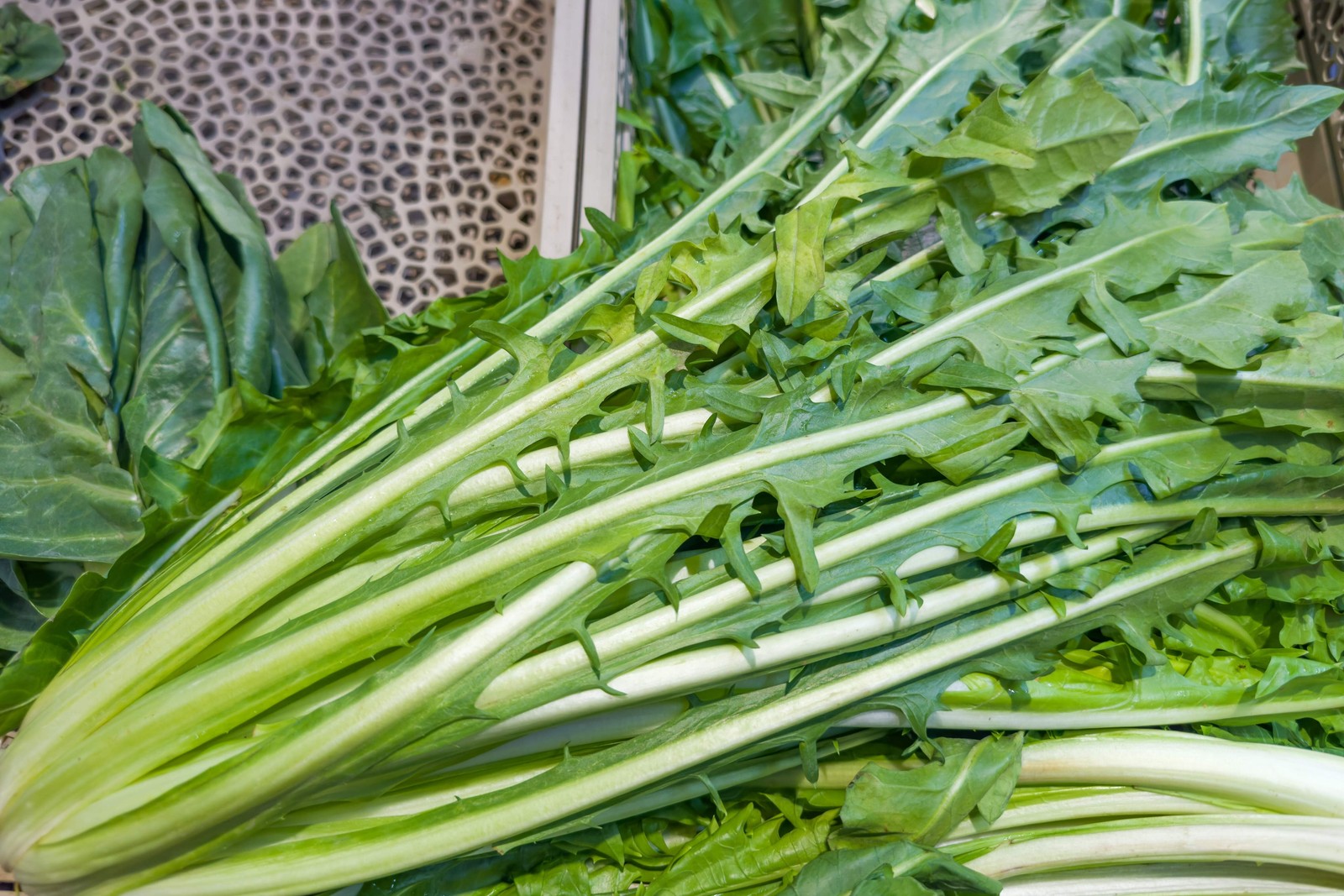 800 EMERALD CATALOGNA ENDIVE Italian Chicory Cichorium Endivia Seeds *Flat S/H