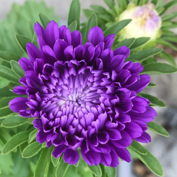 50 Seeds ASTER MILADY MIX Callistephus Dwarf, 10” tall, 3” flowers, fresh