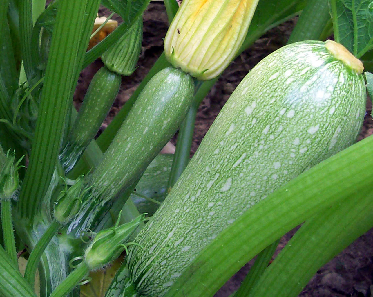 Grey Zucchini Squash Seeds | Mexican Gray Calabacita Summer Courgette Kousa 2024