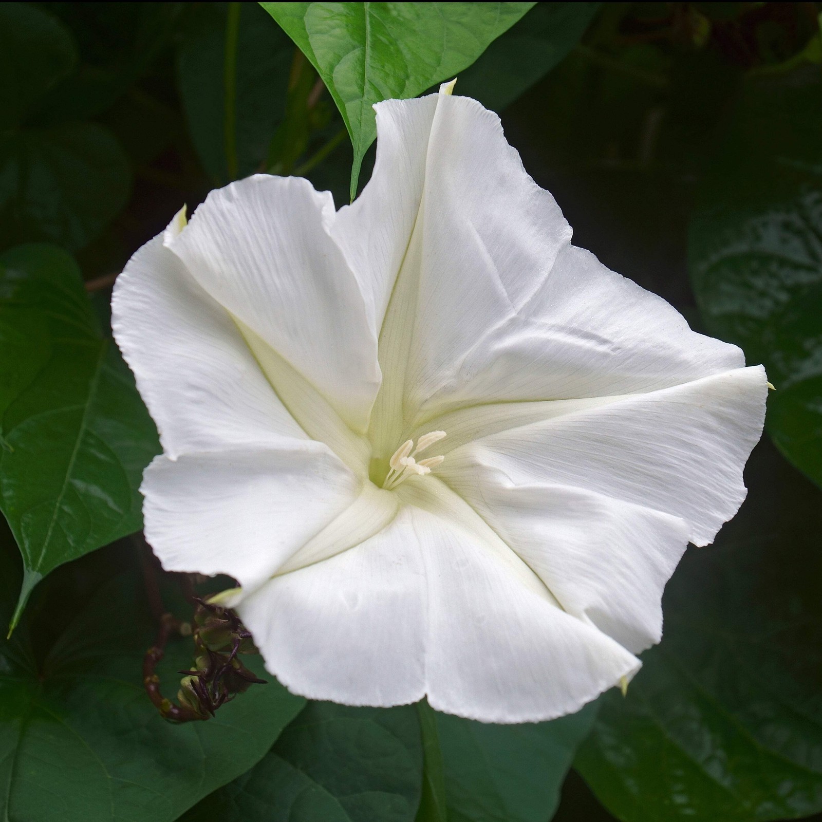 Giant Moonflower Seeds (Ipomoea alba) ~Night Blooming Jasmine Scented Vine
