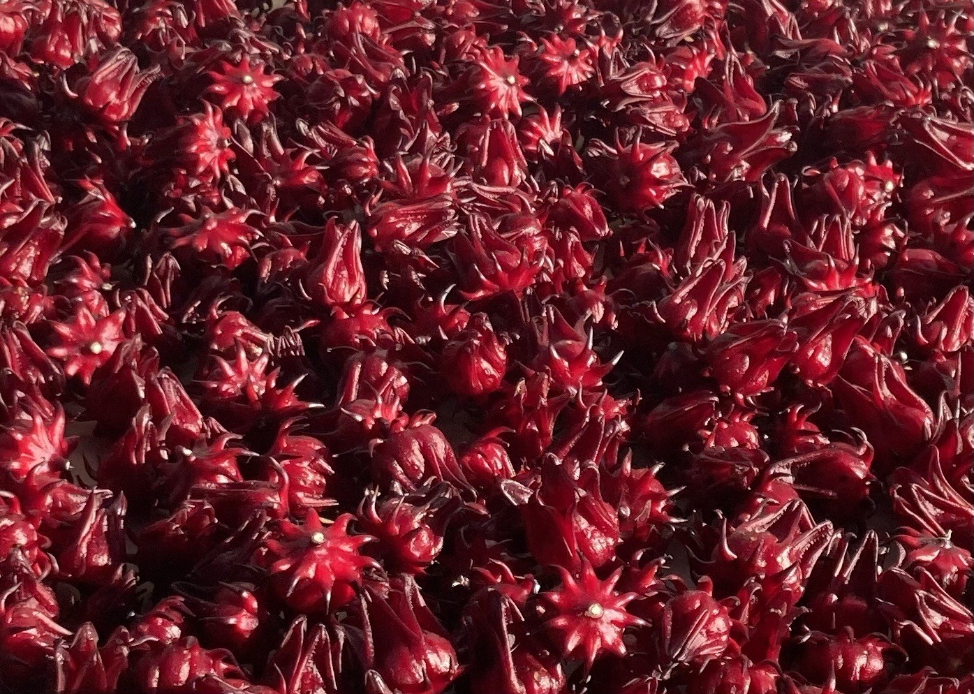 Roselle Hibiscus, Jamaican Sorrel 100 Seeds Flo. Grown Zone 9b Harvested 10/25
