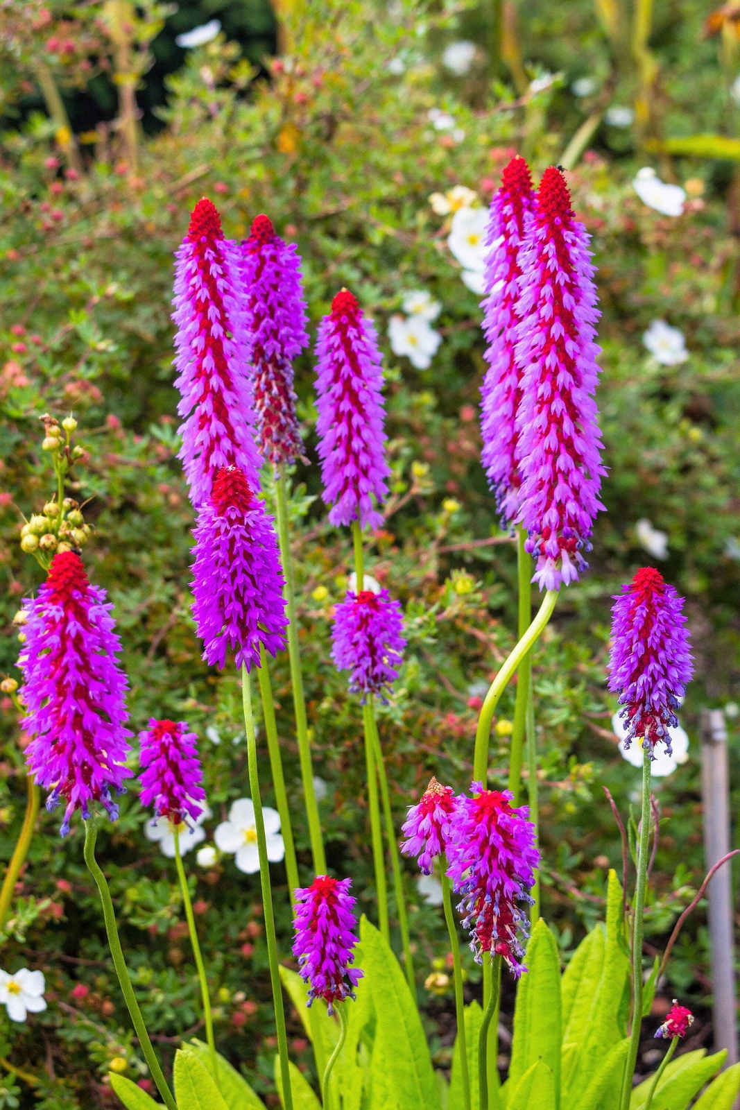 20 ORCHID PRIMROSE Primula Vialii Red Hot Poker Pink Purple Shade Flower Seeds