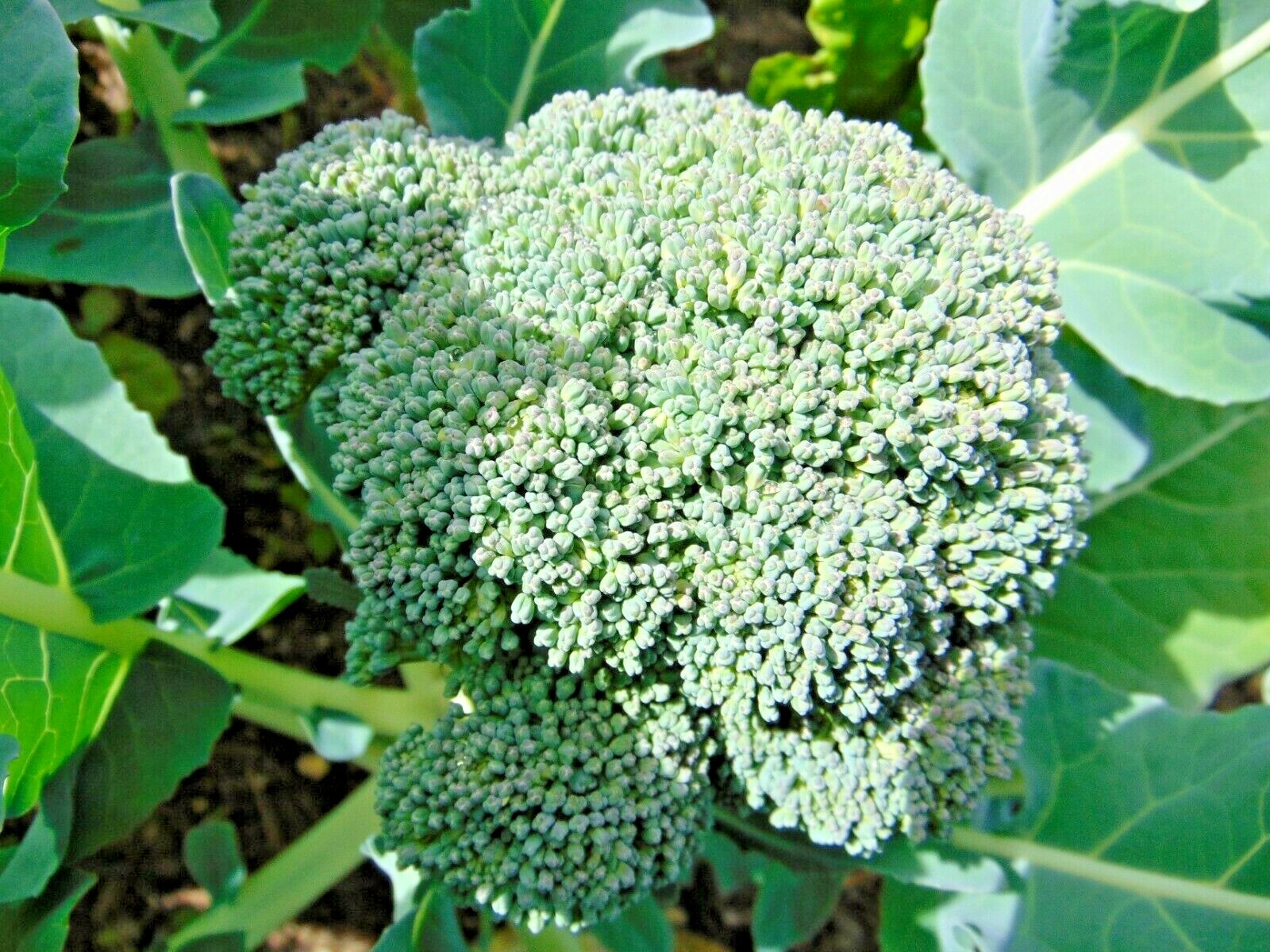 301+Waltham 29 BROCCOLI Seeds Organic Heirloom Cool Season Vegetable Garden Easy