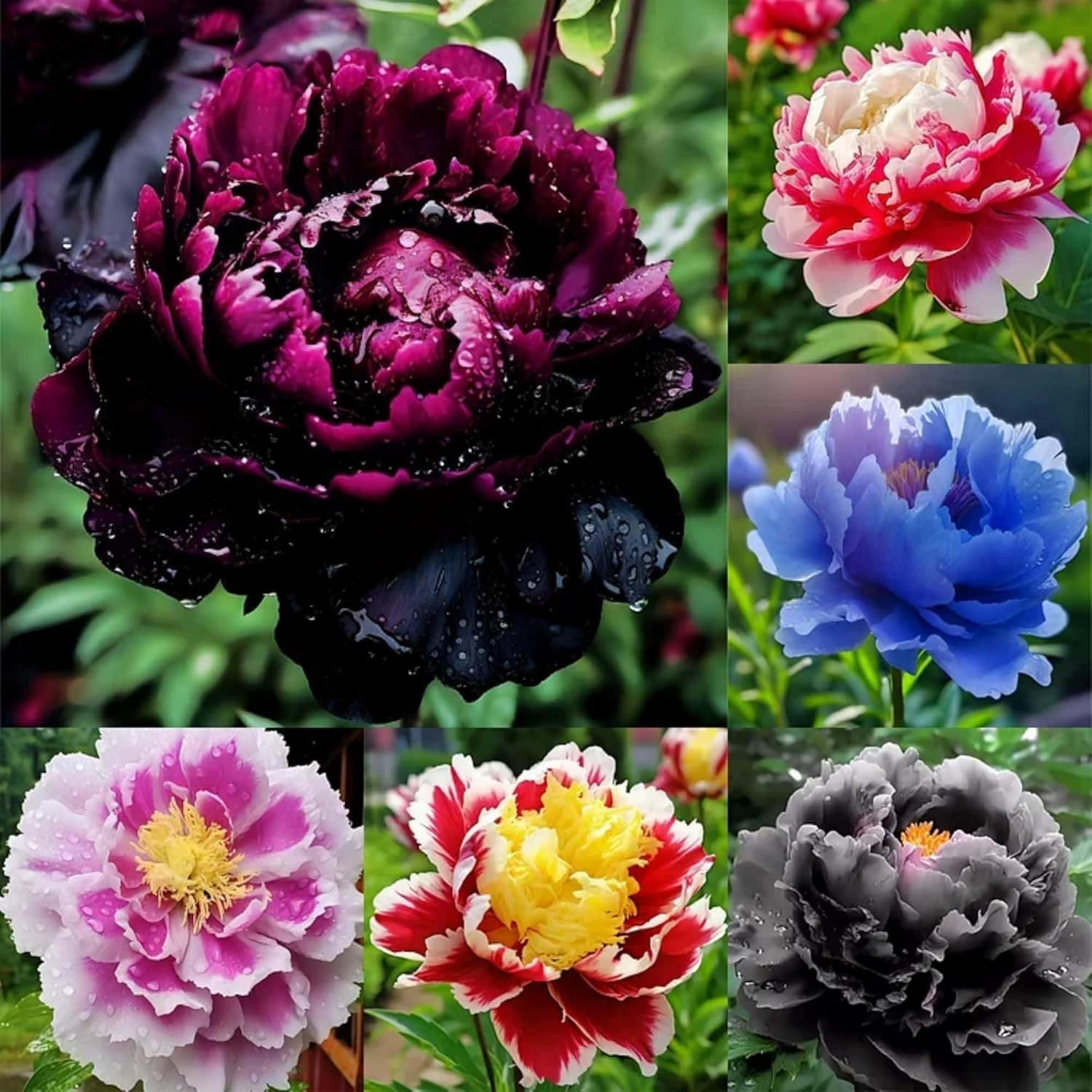Rare Peony Seeds for Planting – 100+ Peony Seeds Heirloom Seeds Beautiful Flower