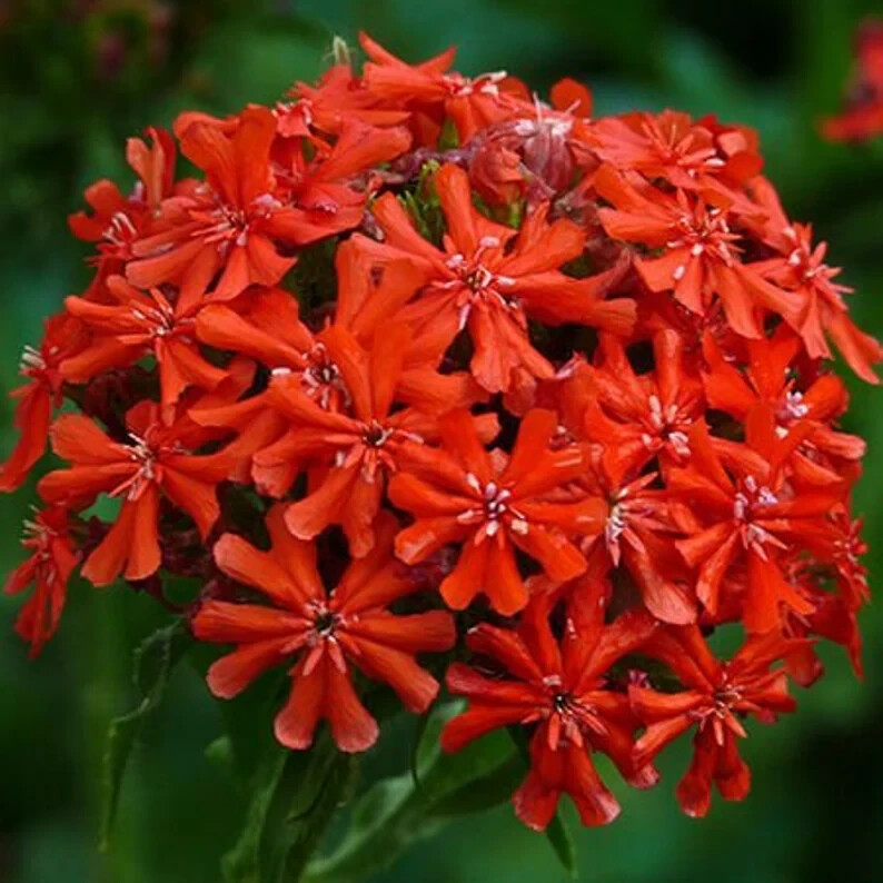 100 Burning Love, Lychnis. Perennial Seeds. USA Seeds. Organic. Ships free