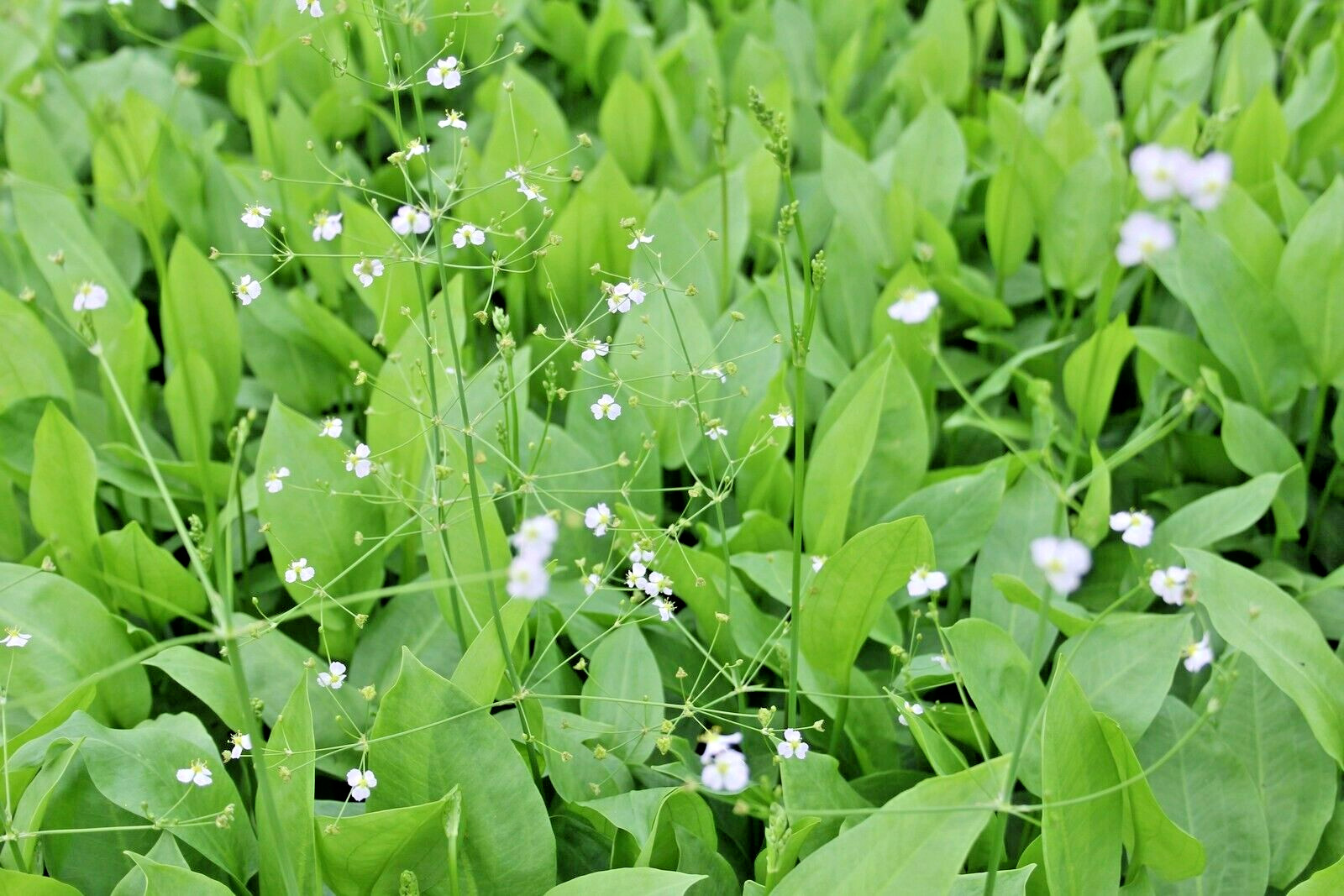 50 + NORTHERN WATER PLANTAIN SEEDS ( Alisma plantago-aquatica )