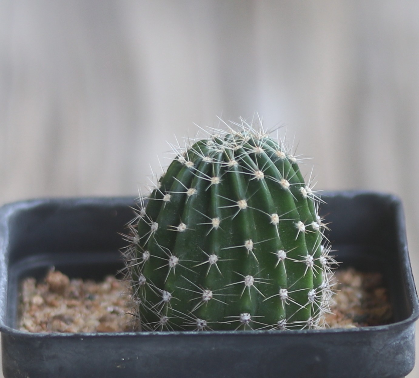 Echinopsis hybrid ‘Red 138’