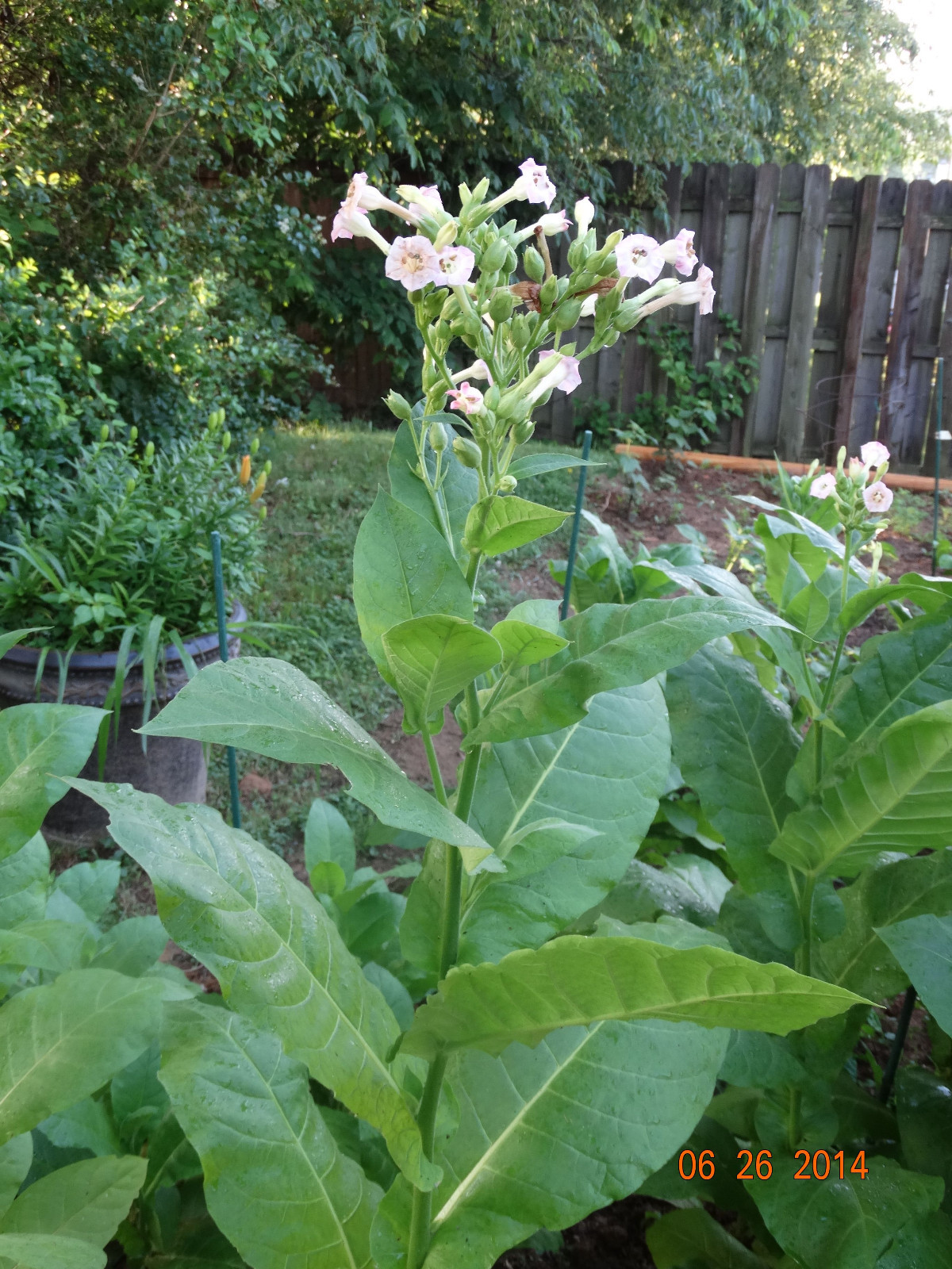 LOUISIANA PERIQUE TOBACCO 1000+ SEEDS FRESH 2023 HARVEST Instructions Included