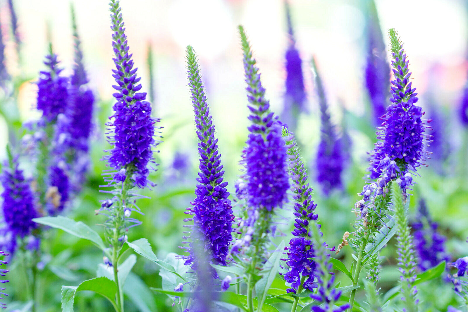 VERONICA LONGIFOLIA, 160 SEEDS, MIXED COLORS, LONG LEAF SPEEDWELL, USA SELLER