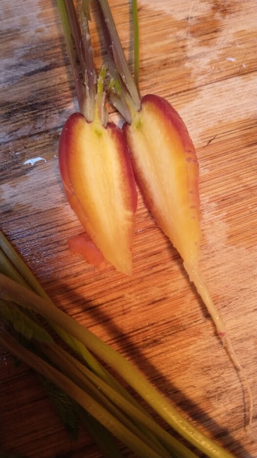 Red dragon carrot seeds 200+ seeds + Free Shipping