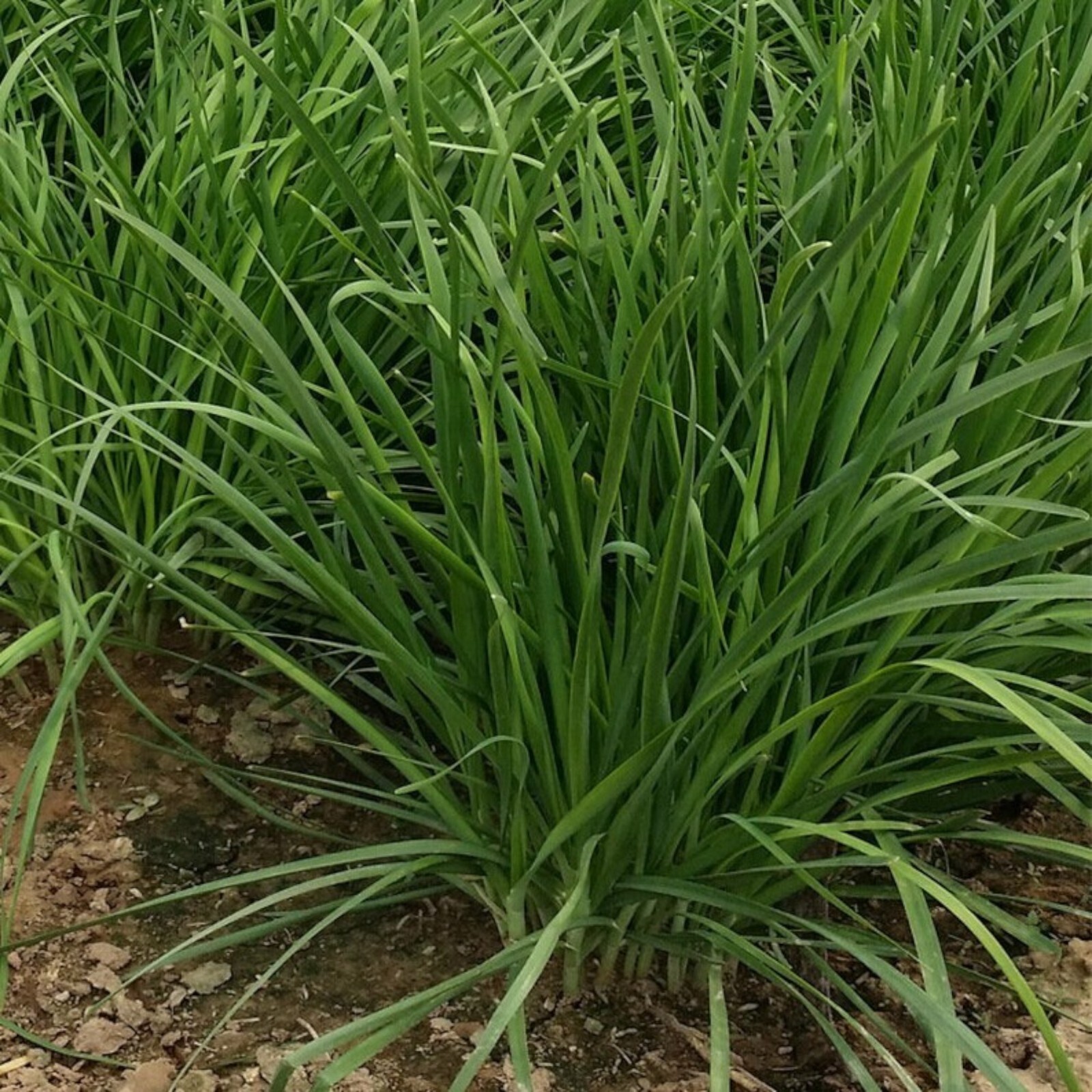 500 Garlic Chive Seeds for Planting – Heirloom, Non-GMO Chinese Chives