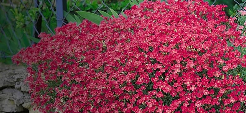 200+ Ground Cover Rockcress Seeds for Vibrant Garden Planting