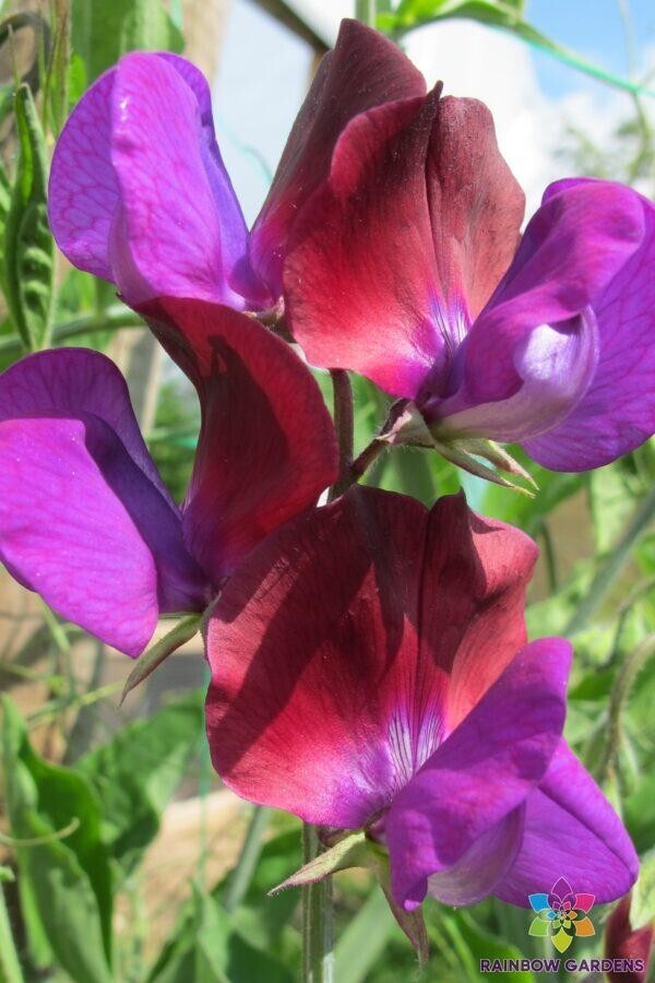 50+ Matucana Sweet Pea Seeds for Garden Planting – USA – FREE SHIPPING!