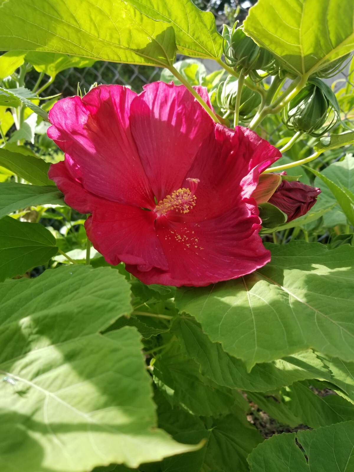 Luna Red Hardy Hibiscus PRE-STRATIFIED 25 Seeds Free Shipping.