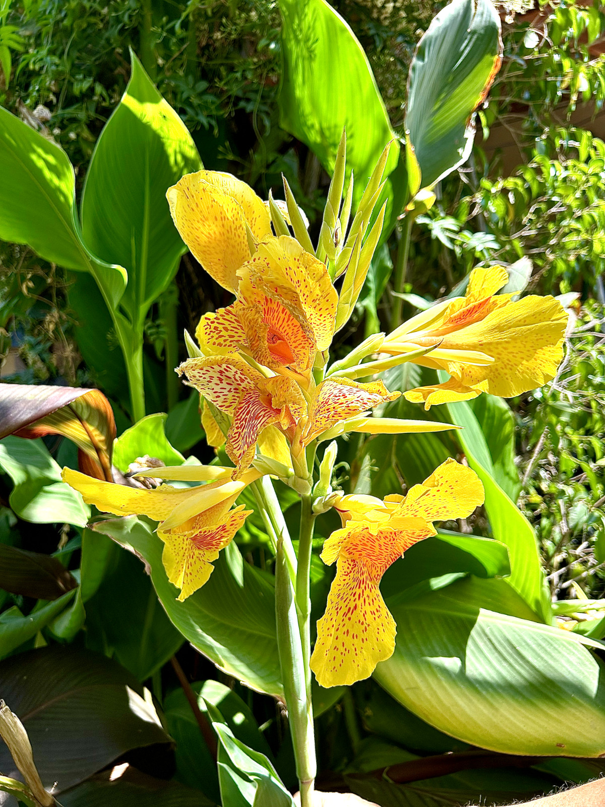 Heritage Canna Cleopatra Kaleidoscope Lily Rhizome Bulb Red Yellow Flowers