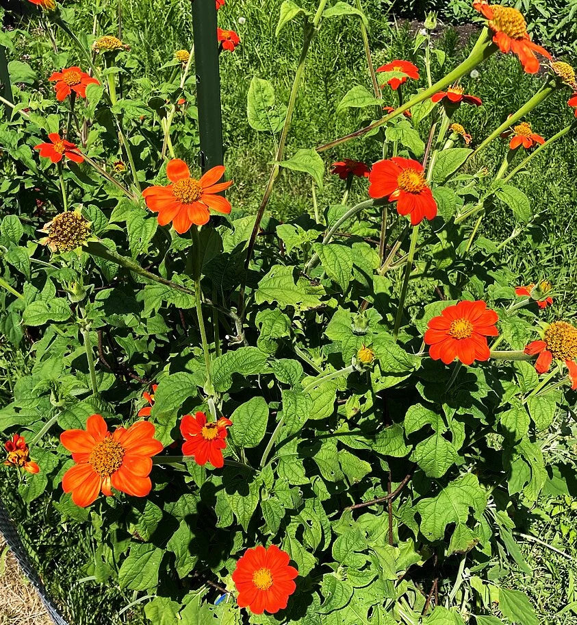Mexican Sunflower Seeds | For Planting Tithonia Red Daisy Sun Flower Seed 2025
