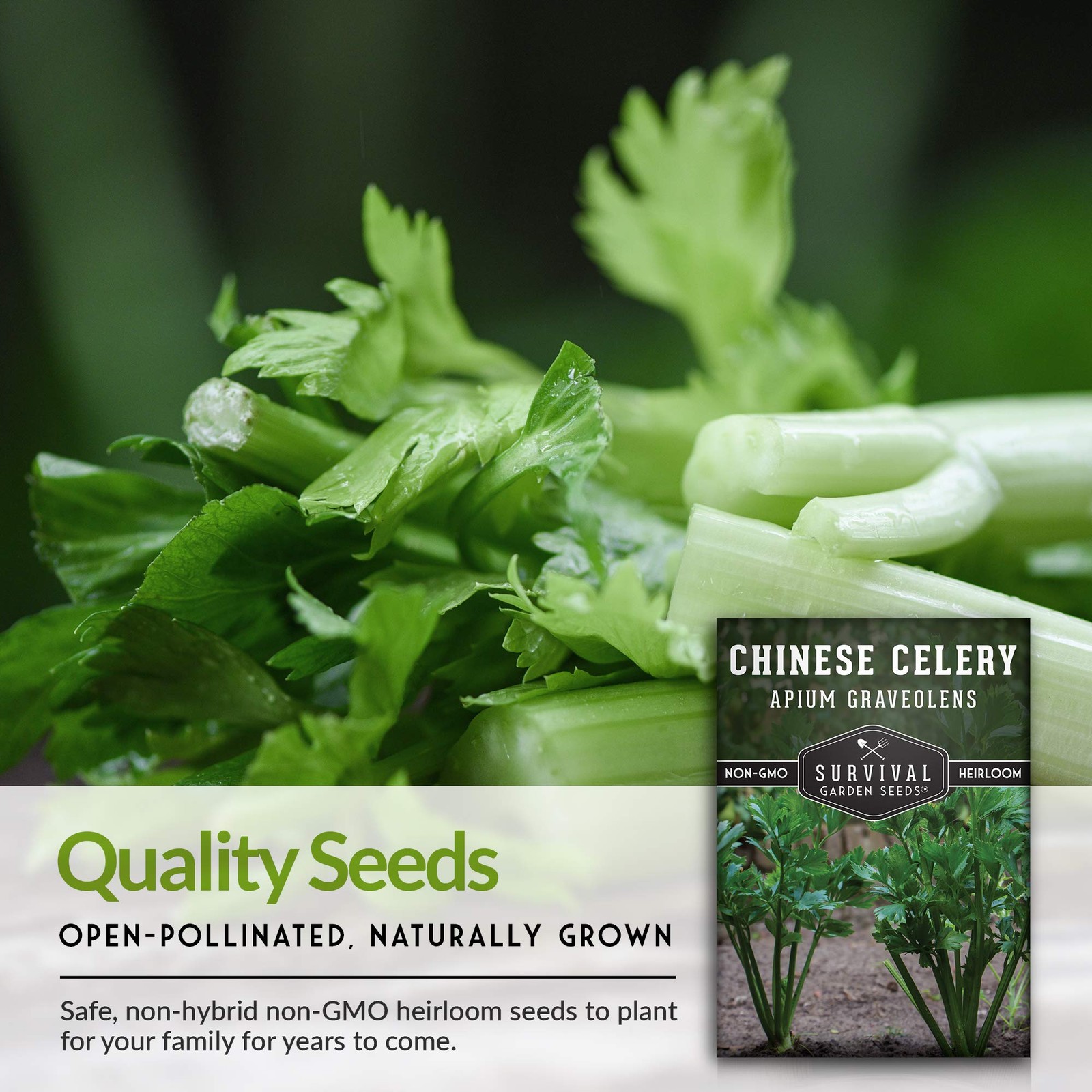 Chinese Celery Seeds for Planting – 1 Packet with Instructions to Grow Asian …